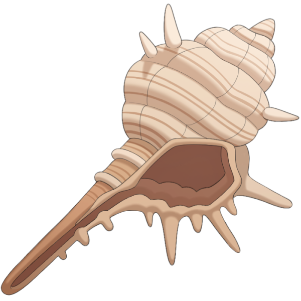 File:Murex Snail.png