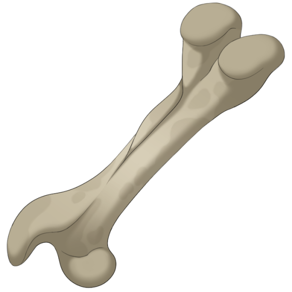 File:Bone.png