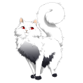 Snowball Gradient on a venus Ragdoll