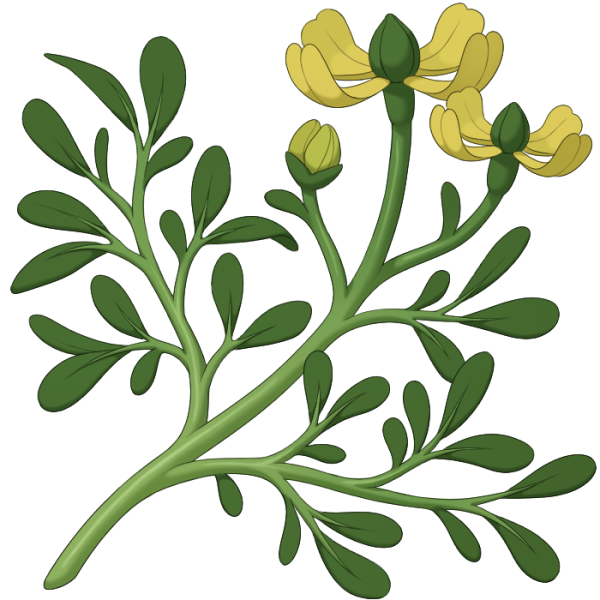 File:Bitter Root.png
