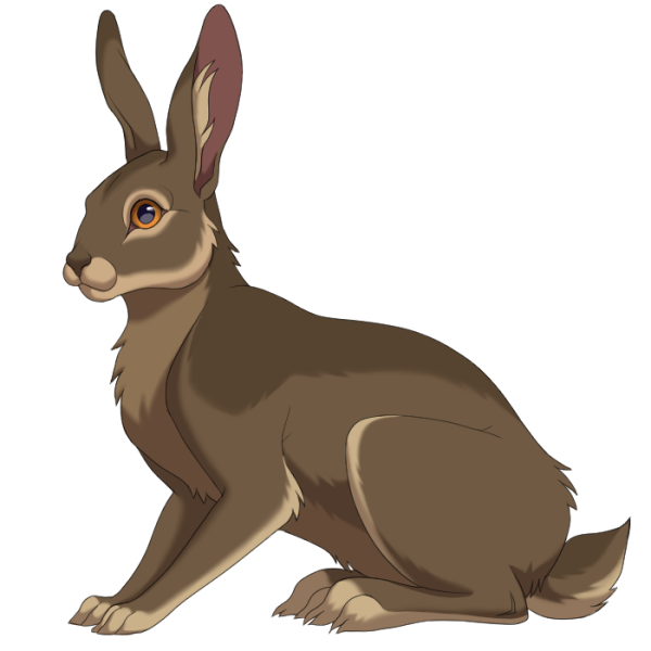 File:Brown Hare.png