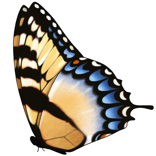 File:Sitting Swallowtail Butterfly.png