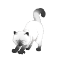 Panda Minkface on a Ragdoll kit.