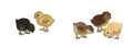 Thumbnail for version as of 18:16, 27 May 2026