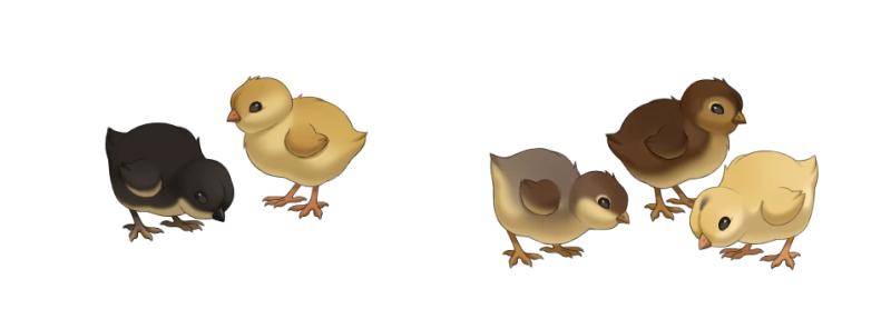 File:Chicks.png