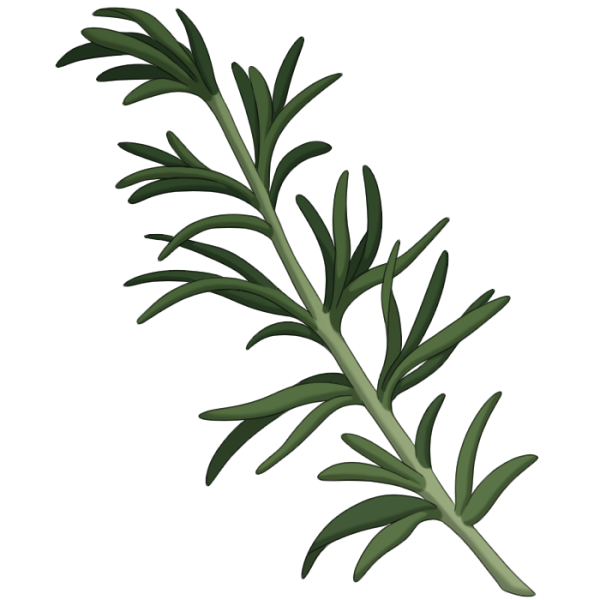 File:Rosemary.png