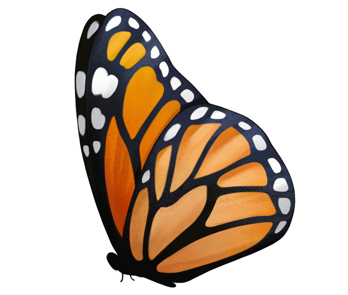 File:Sitting Monarch Butterfly.png
