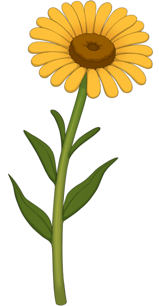 File:Yellow Daisy.png
