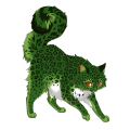 Parsley Leopard on a mars Ragdoll