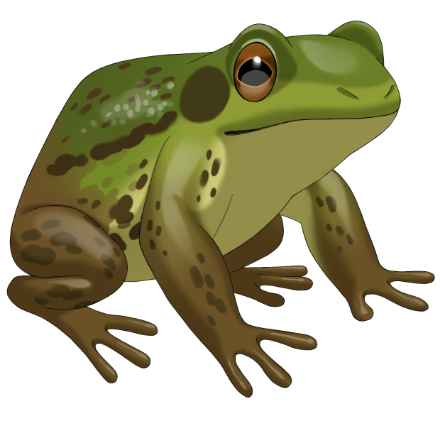 File:Curious Green Frog.png