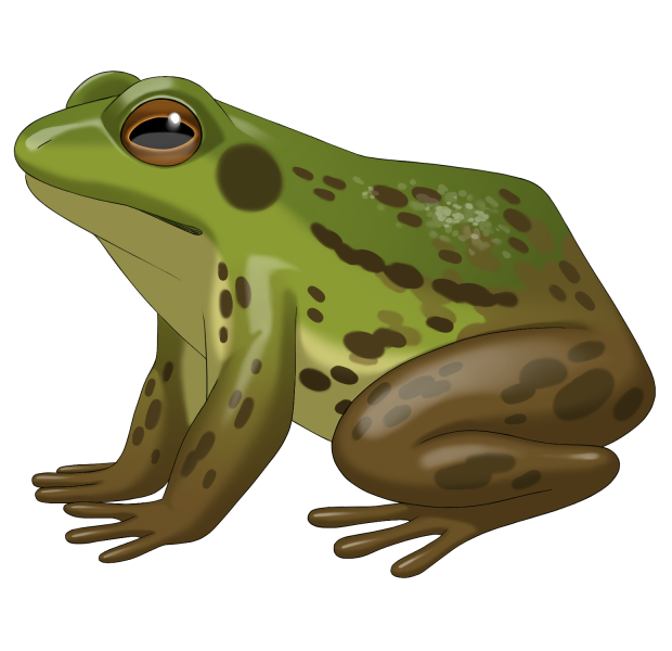 File:Thoughtful Green Frog.png