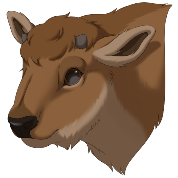 File:Calf.png