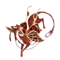 Poppy Tiger on a mars Ribbonwing Moontail