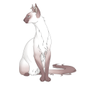 Lilac Minkface on a venus Longhair.