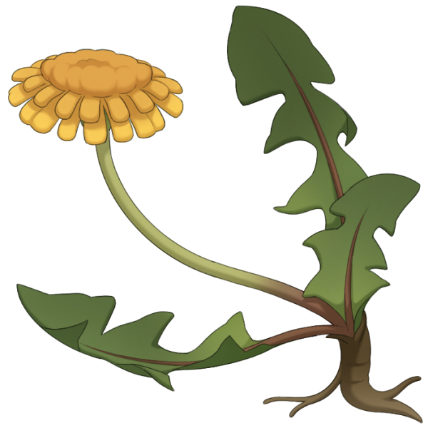 File:Dandelion.png