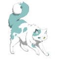 Calico on a Male Ragdoll (Meteor)