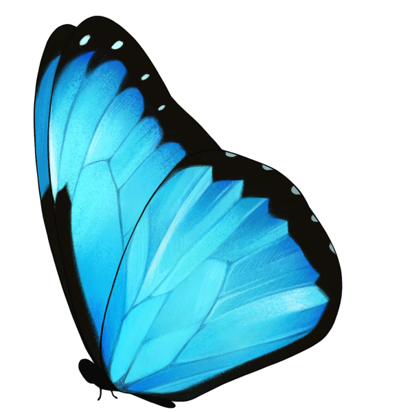 File:Sitting Blue Morph Butterfly.png
