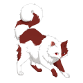 Radish Blotches on a mars Ragdoll