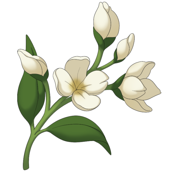 File:Jasmine.png