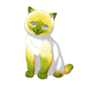 Canary Minkface on a Shorthair kit.