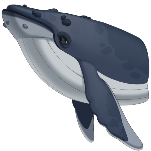 File:Whale.png
