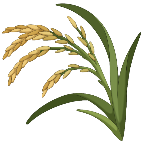 File:Rice.png