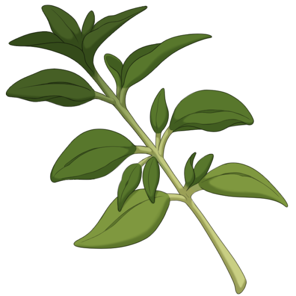 File:Oregano.png