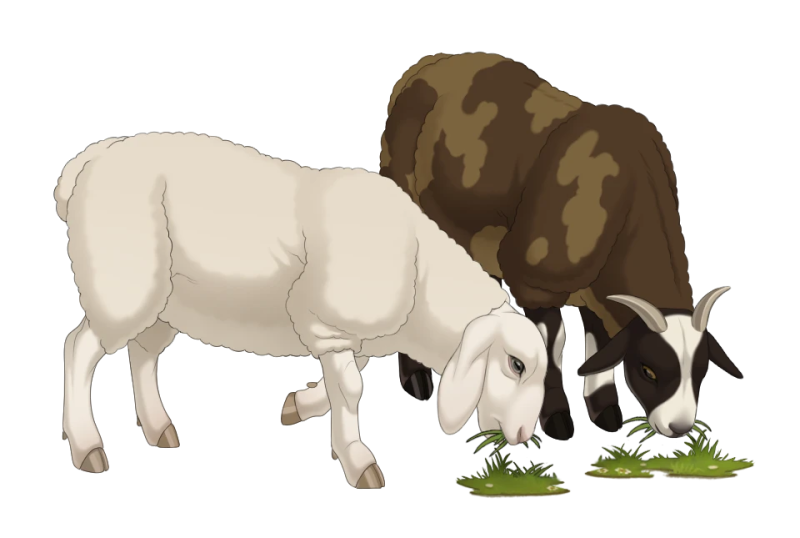 File:Grazing Sheep.png